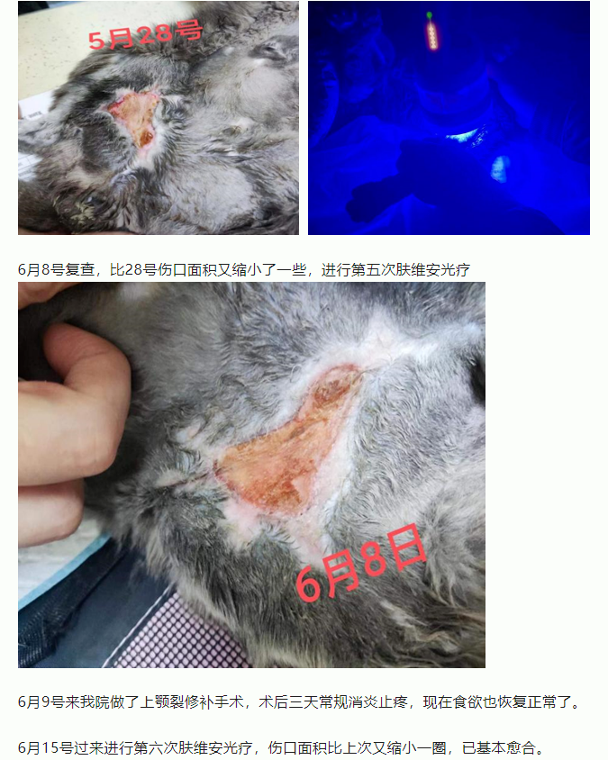 病例分享一例猫车祸导致的大外伤_6